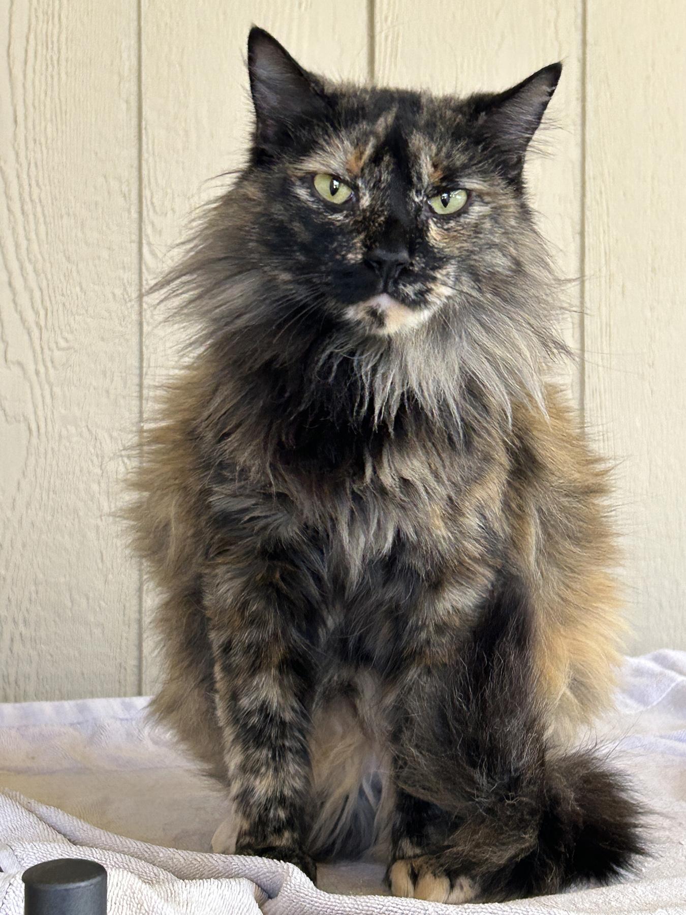 Enlarge Natasha, a Adoptable Tortoiseshell in Marble Falls, TX image 2/4