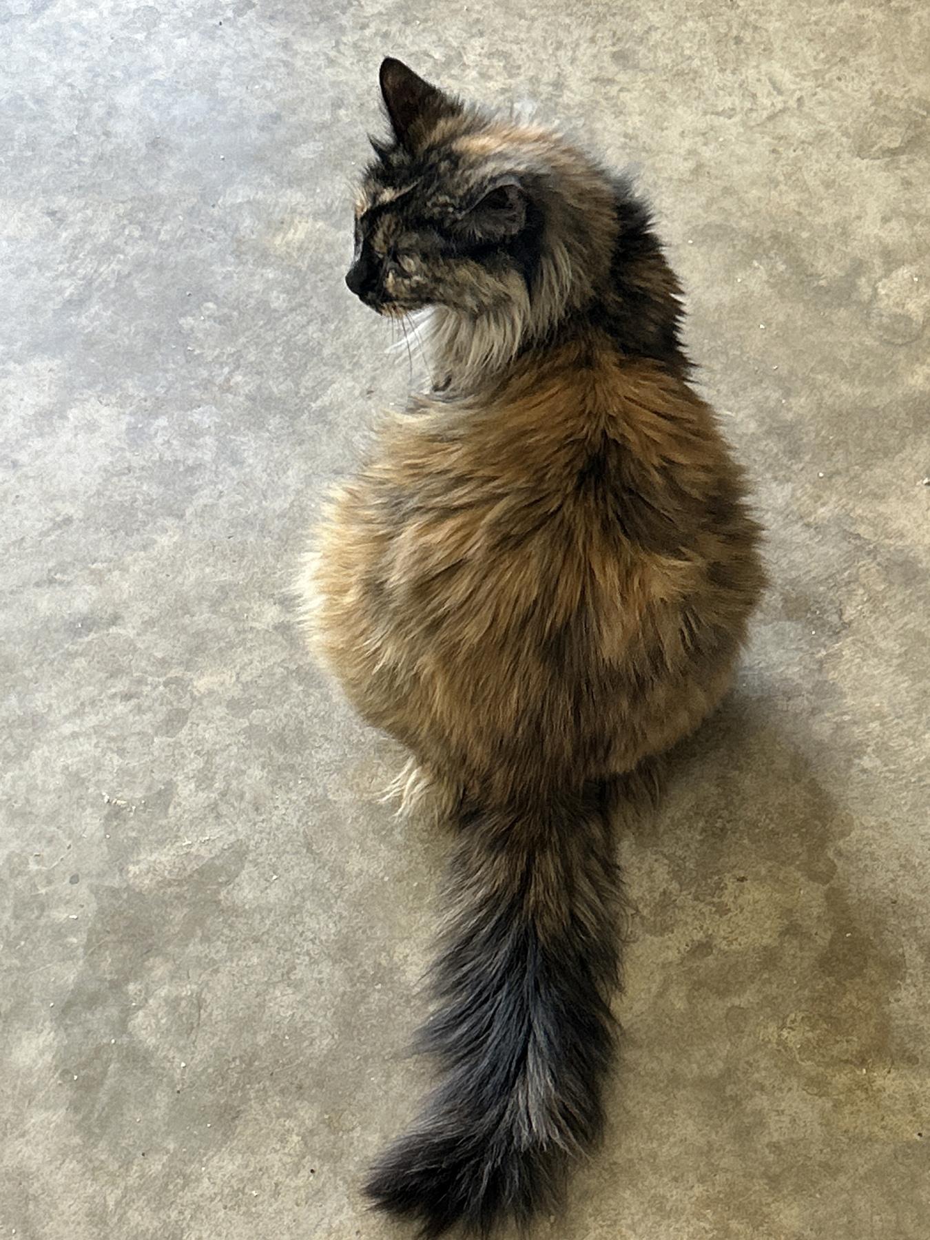 Natasha, Adoptable, Adult Female Tortoiseshell.