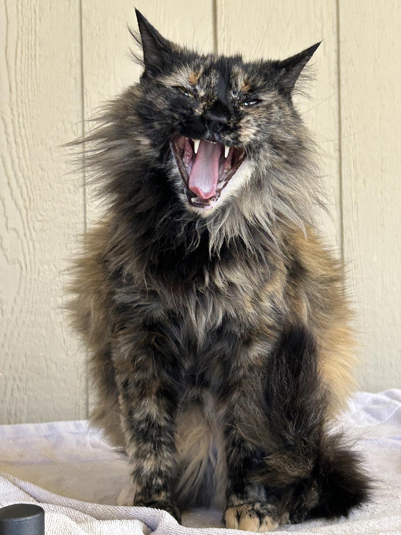 Enlarge Natasha, a Adoptable Tortoiseshell in Marble Falls, TX image 3/4