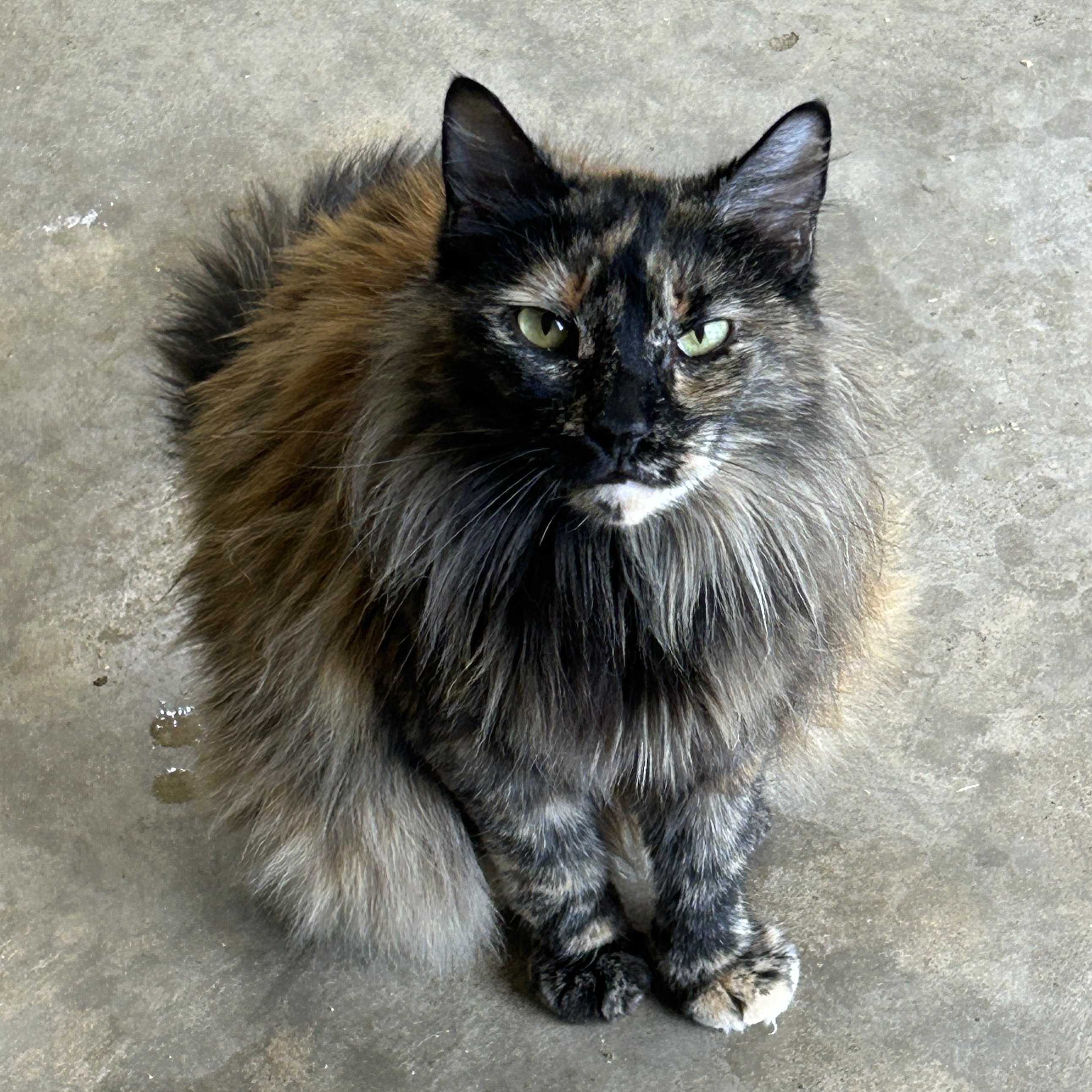 Enlarge Natasha, a Adoptable Tortoiseshell in Marble Falls, TX image 4/4