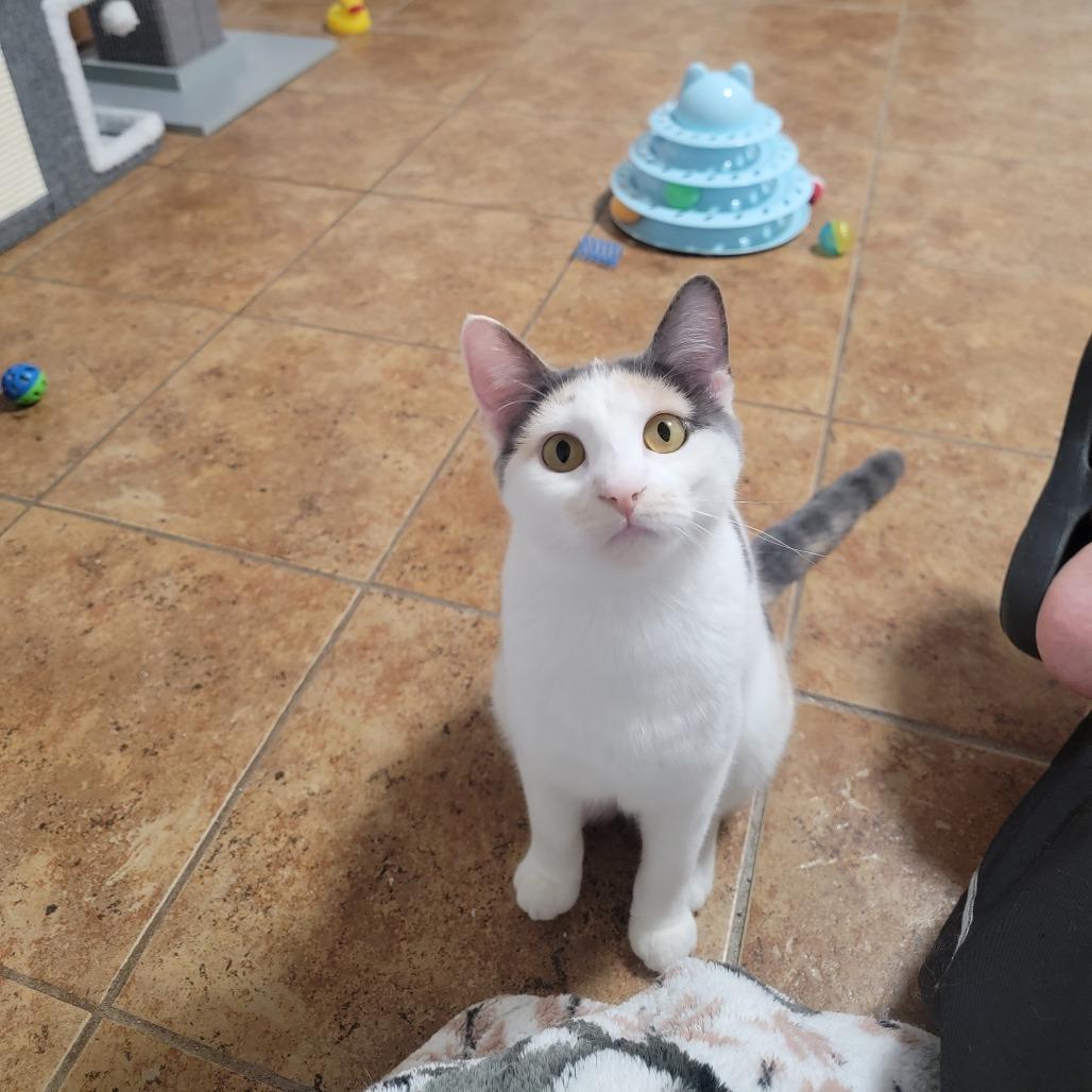 Baby Spice, Adoptable, Young Female Domestic Short Hair.
