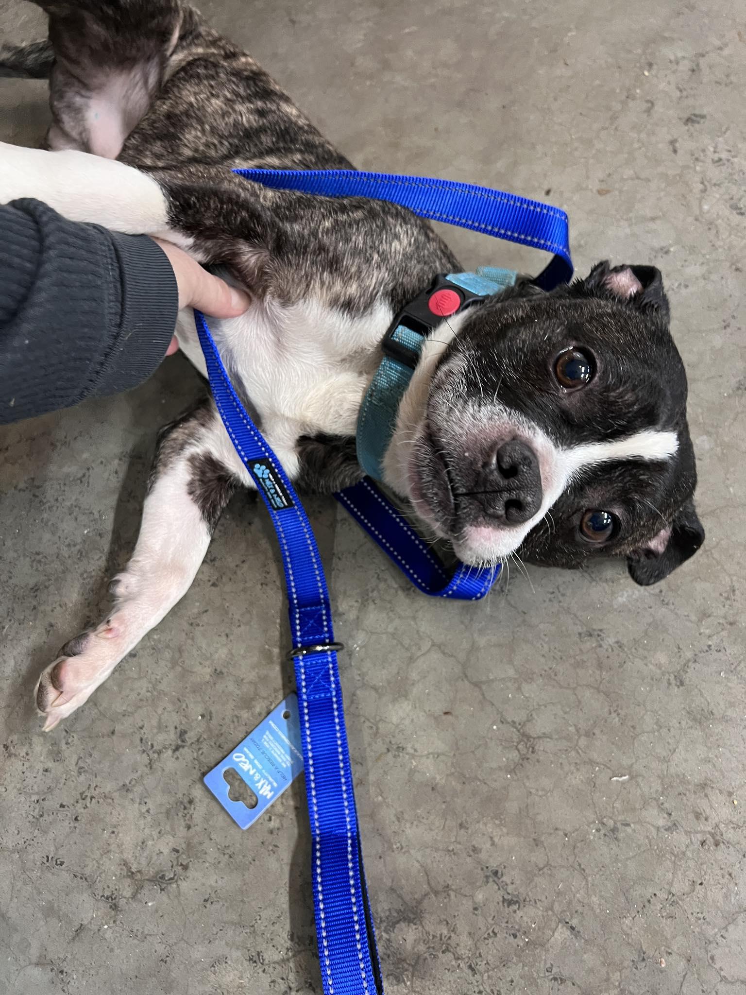 Toby, ADOPTABLE, Adult Male Boston Terrier & Bulldog.