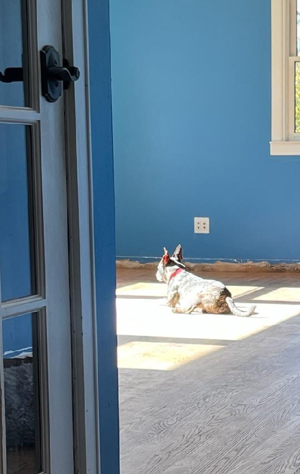 Enlarge Toby, a ADOPTABLE mixed breed in Knoxville, TN image 4/4