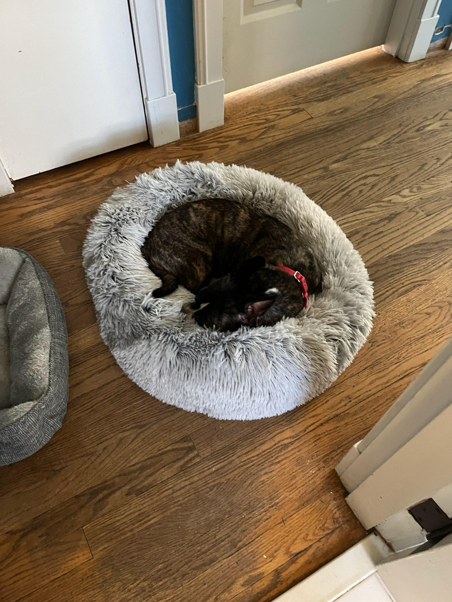 Enlarge Toby, a ADOPTABLE mixed breed in Knoxville, TN image 3/4