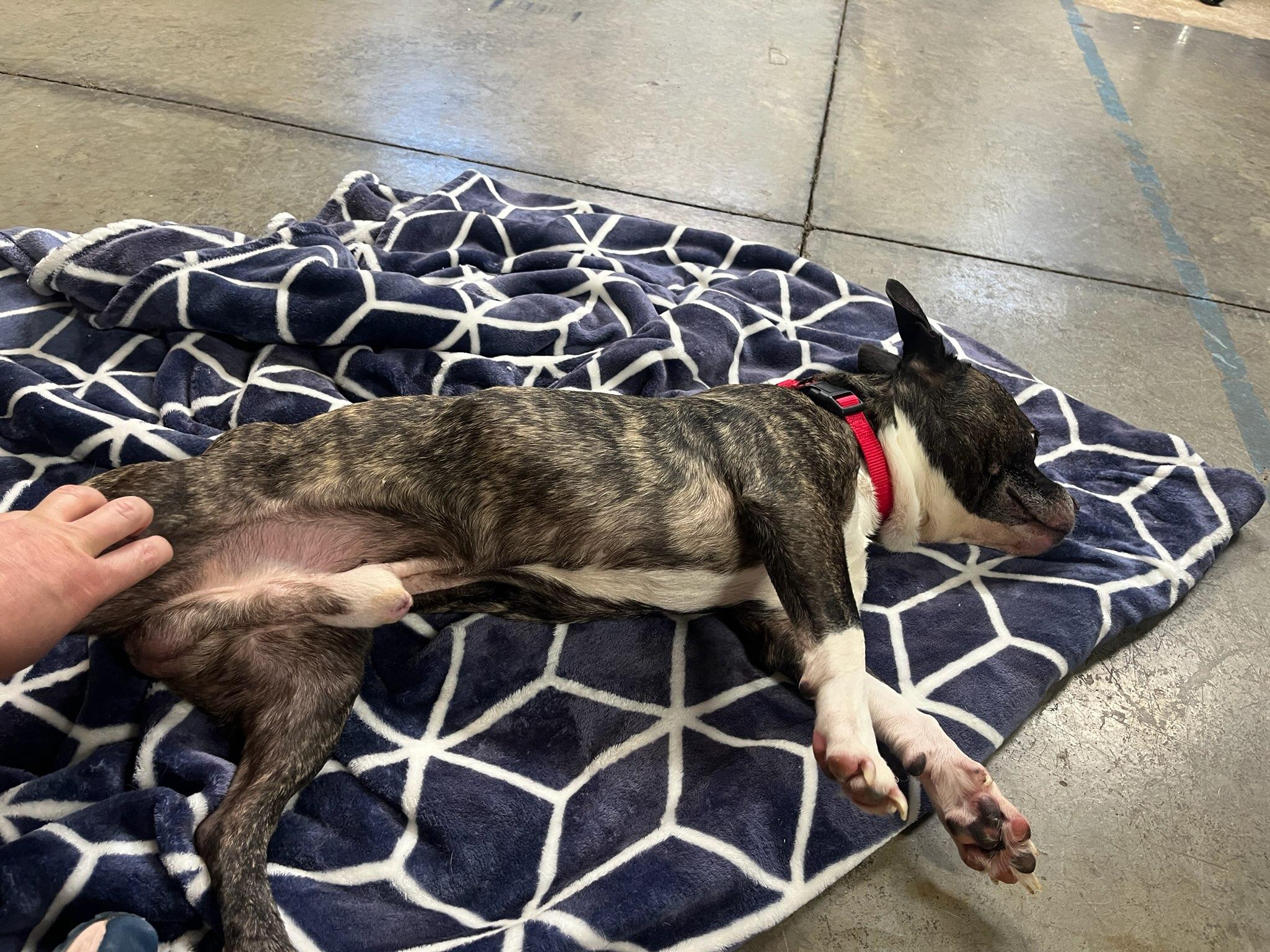 Enlarge Toby, a ADOPTABLE mixed breed in Knoxville, TN image 2/4