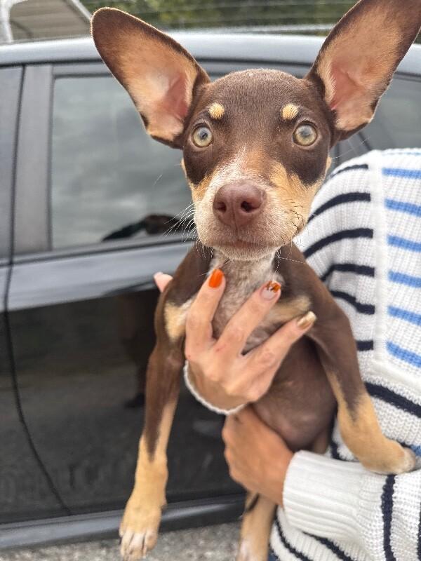 Minnie, Adoptable, Puppy Female Mixed Breed.