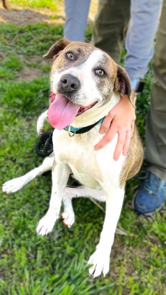 Lexy, Adoptable, Adult Female American Staffordshire Terrier & Catahoula Leopard Dog.