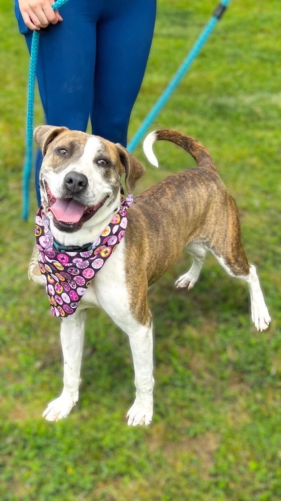 Lexy, a Adoptable mixed breed in Reidsville, NC image 2/4