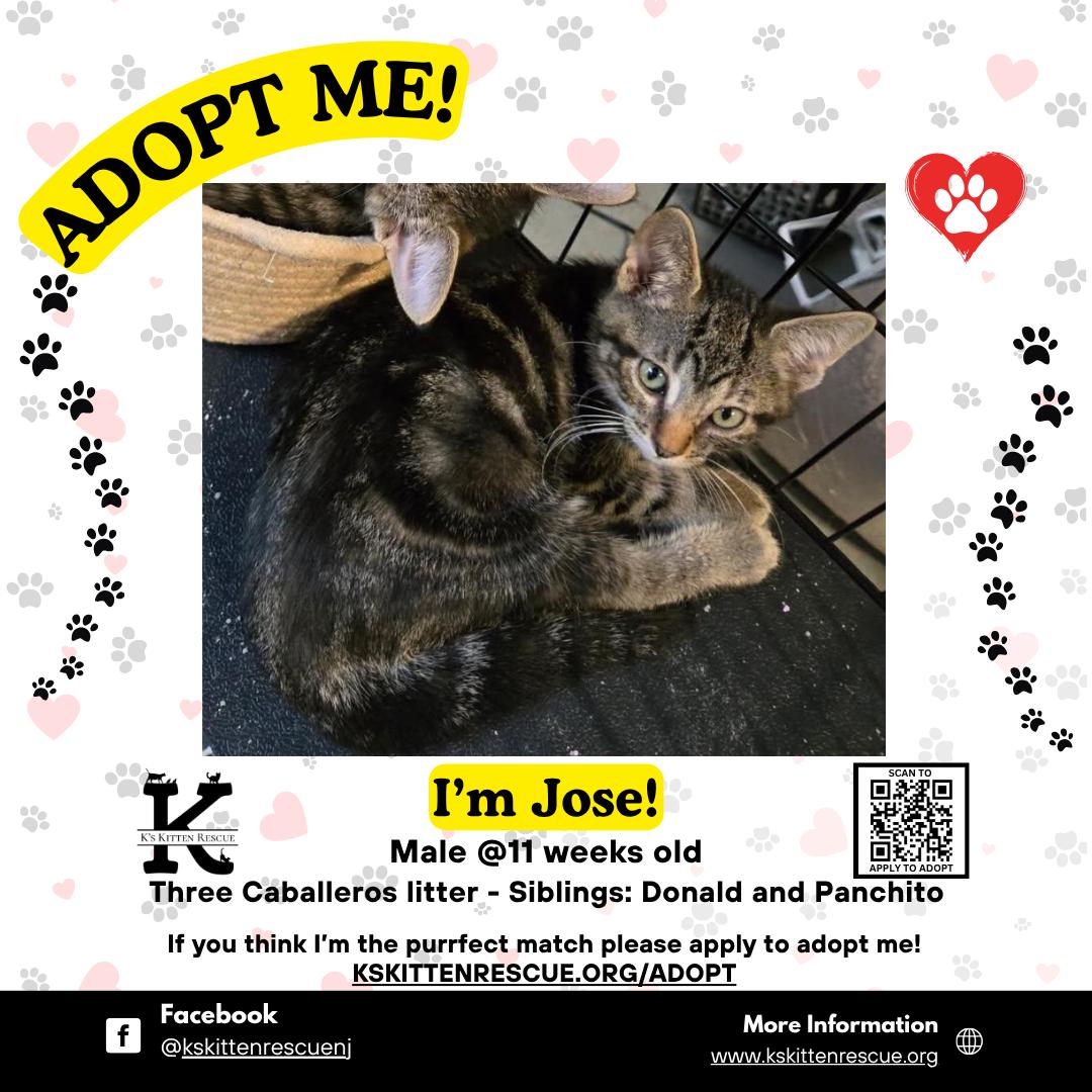 Enlarge Jose, a Adoptable Domestic Short Hair in Brick, NJ image 1/1