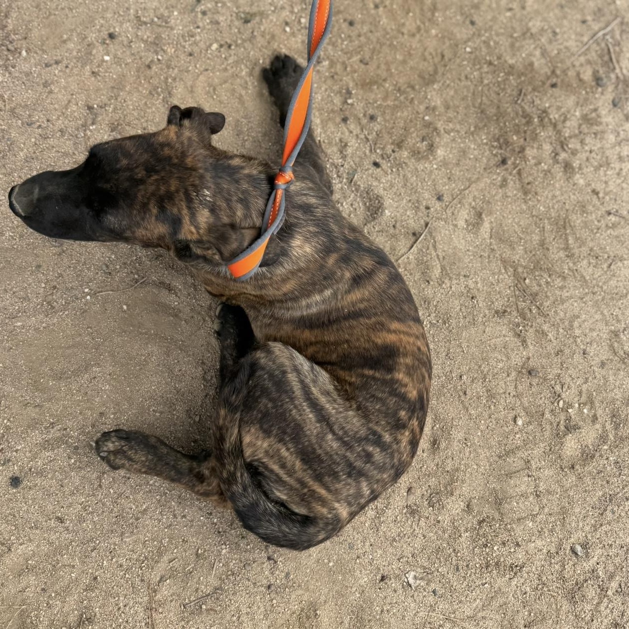 Juno, a Adoptable mixed breed in Hesperia, CA image 3/3