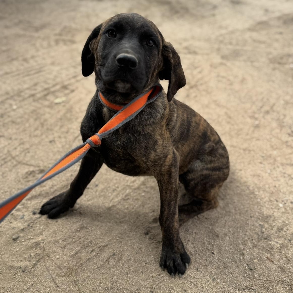 Juno, a Adoptable mixed breed in Hesperia, CA image 1/3
