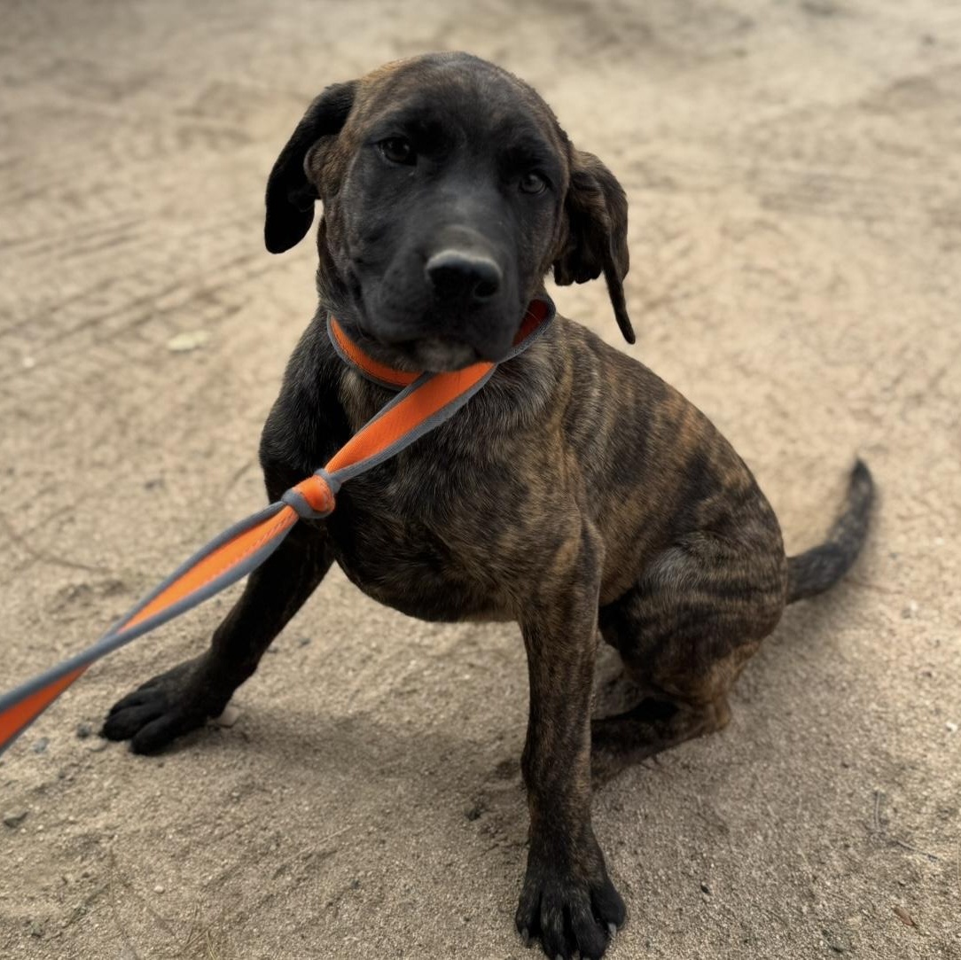 Juno, a Adoptable mixed breed in Hesperia, CA image 2/3
