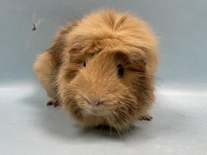 Enlarge Verna, a Adoptable mixed breed in Woodbury, MN image 1/2