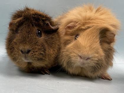 Enlarge Verna, a Adoptable mixed breed in Woodbury, MN image 2/2