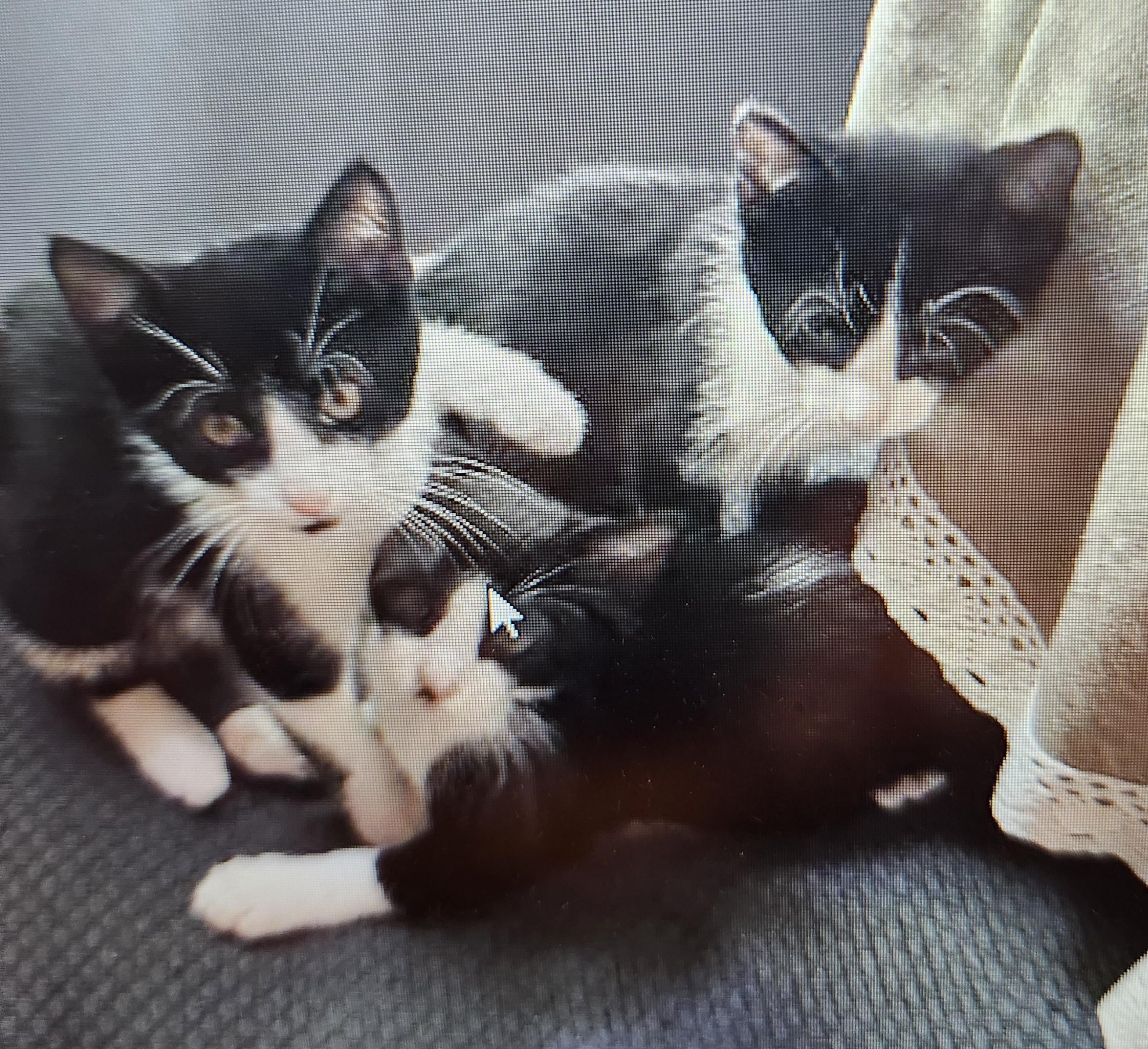 Adorable Kittens in foster Care- super sweet, a ADOPTABLE Domestic Short Hair in Randolph, NJ image 1/2