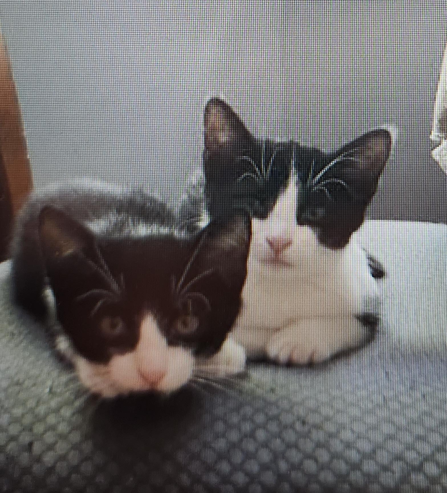 Adorable Kittens in foster Care- super sweet, a ADOPTABLE Domestic Short Hair in Randolph, NJ image 2/2