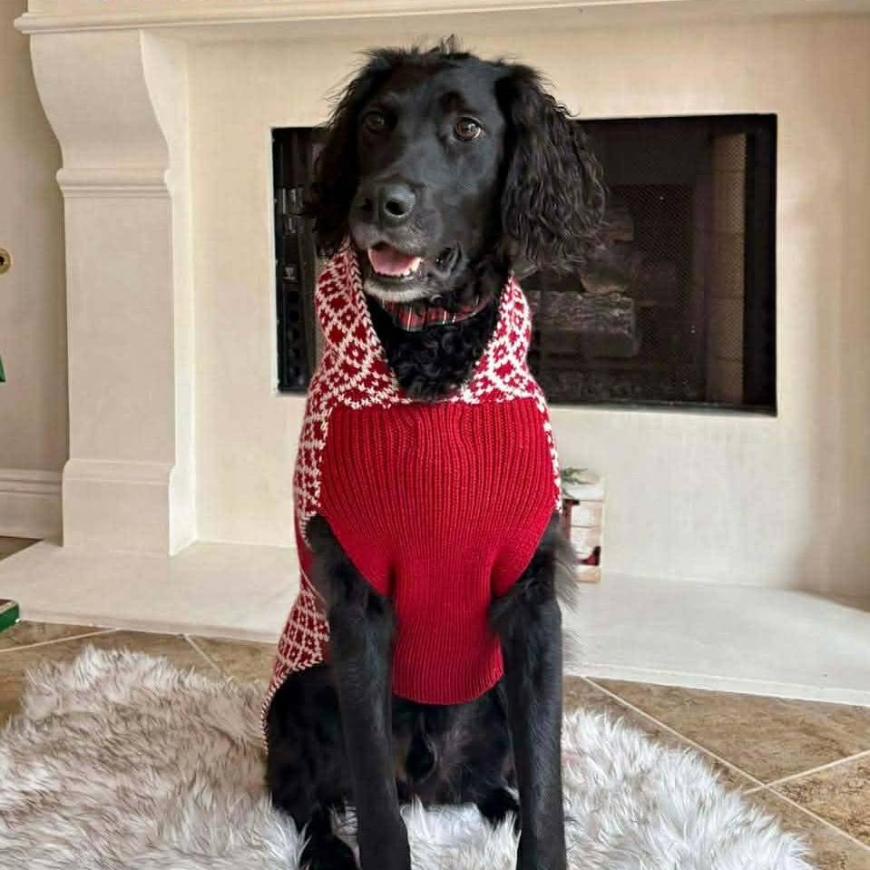 SHADOW, adopted, Adult Male Australian Shepherd & Poodle.