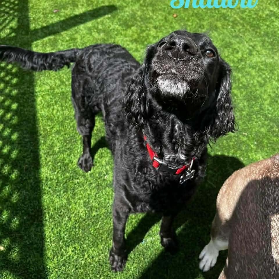 Enlarge SHADOW, an adopted mixed breed in Madisonville, LA image 3/3