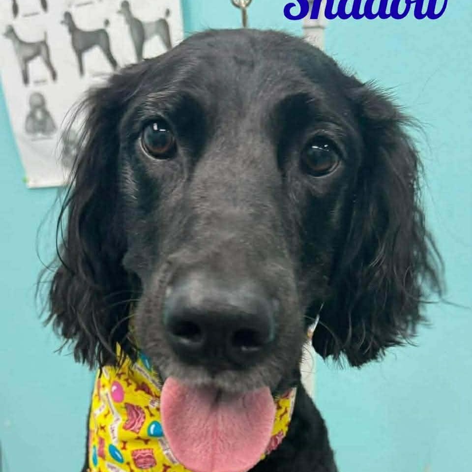 Enlarge SHADOW, an adopted mixed breed in Madisonville, LA image 2/3