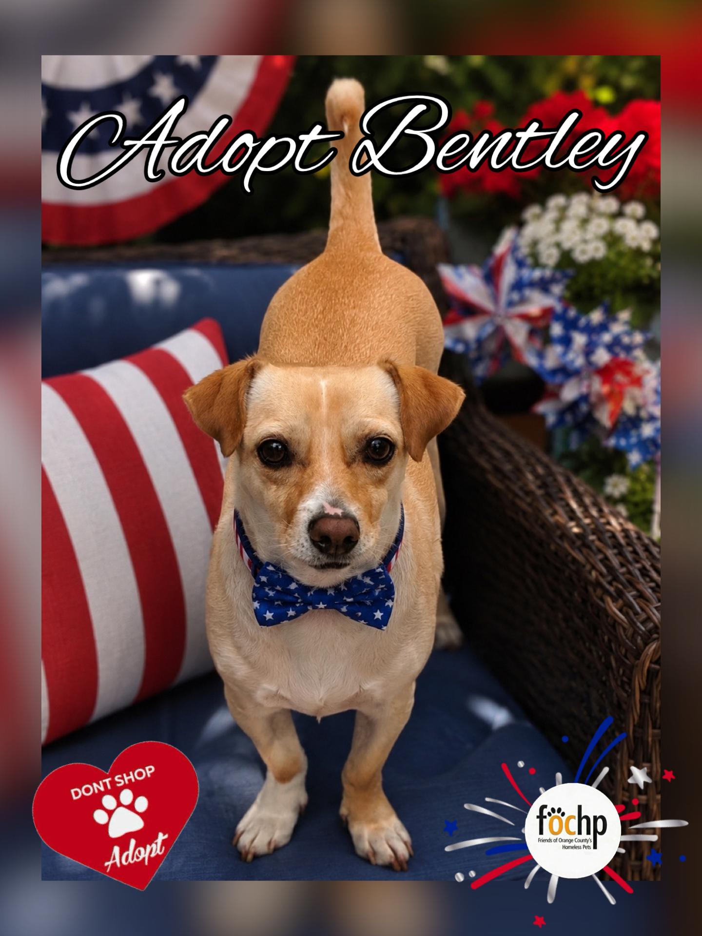 Bentley, a Adoptable mixed breed in Orange, CA image 2/2