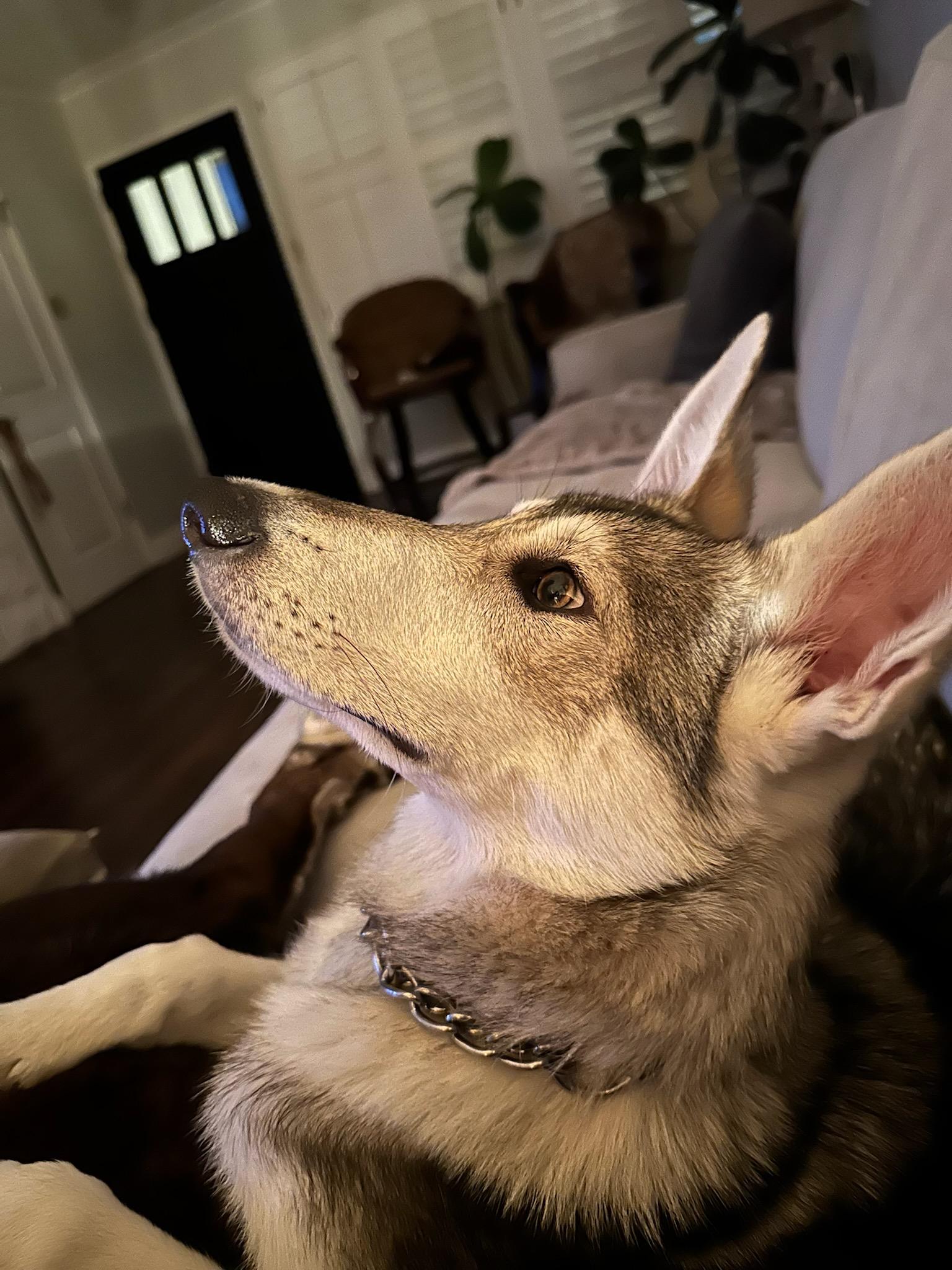 Enlarge Lucci, a Adopted mixed breed in Temecula, CA image 6/6