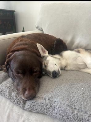 Enlarge Lucci, a Adopted mixed breed in Temecula, CA image 4/6