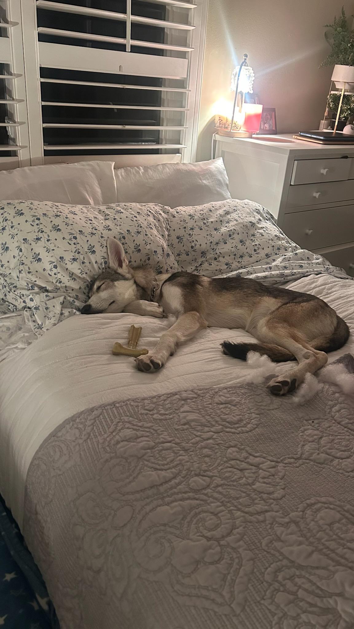 Enlarge Lucci, a Adopted mixed breed in Temecula, CA image 3/6