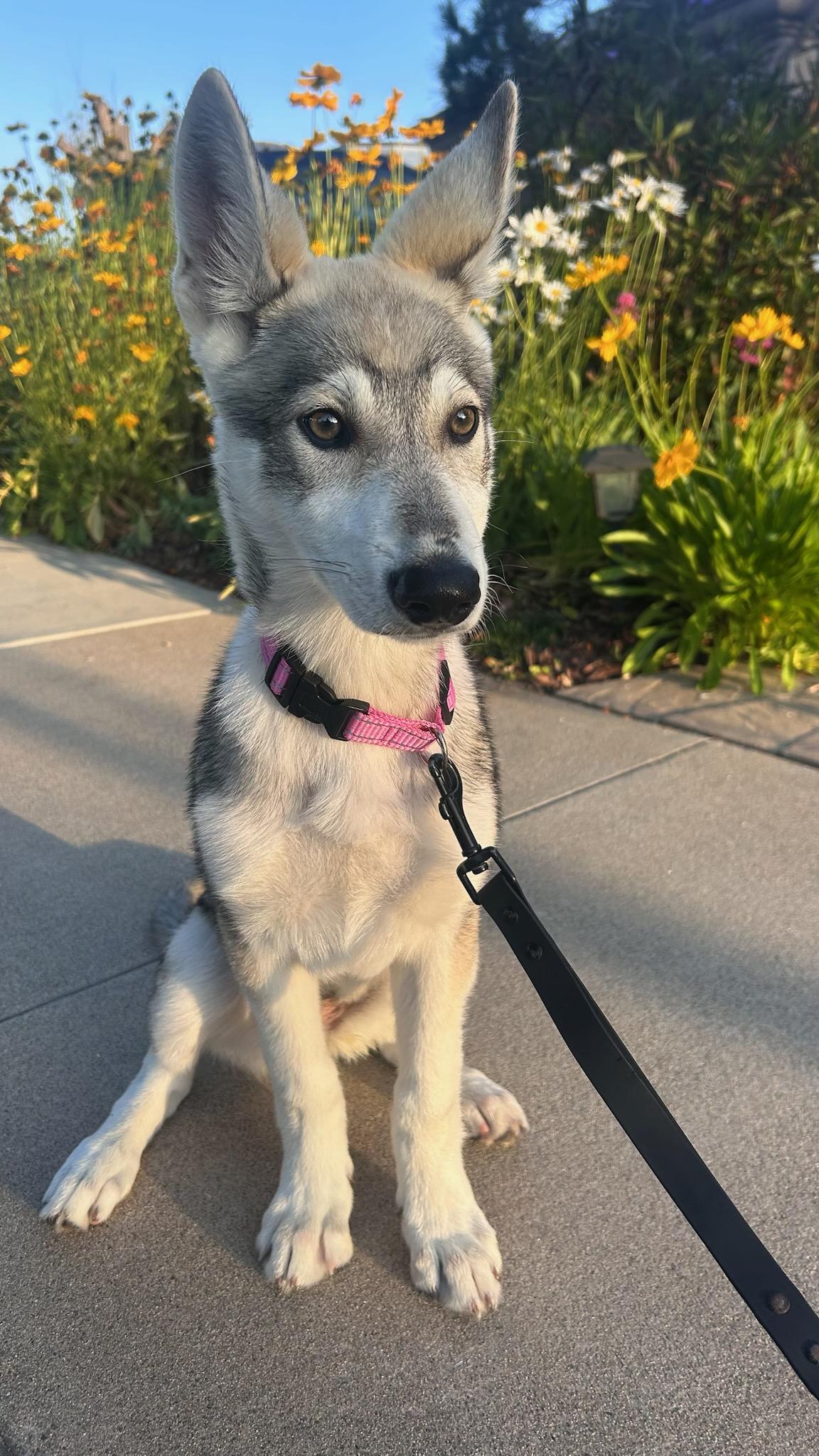 Enlarge Lucci, a Adopted mixed breed in Temecula, CA image 1/6