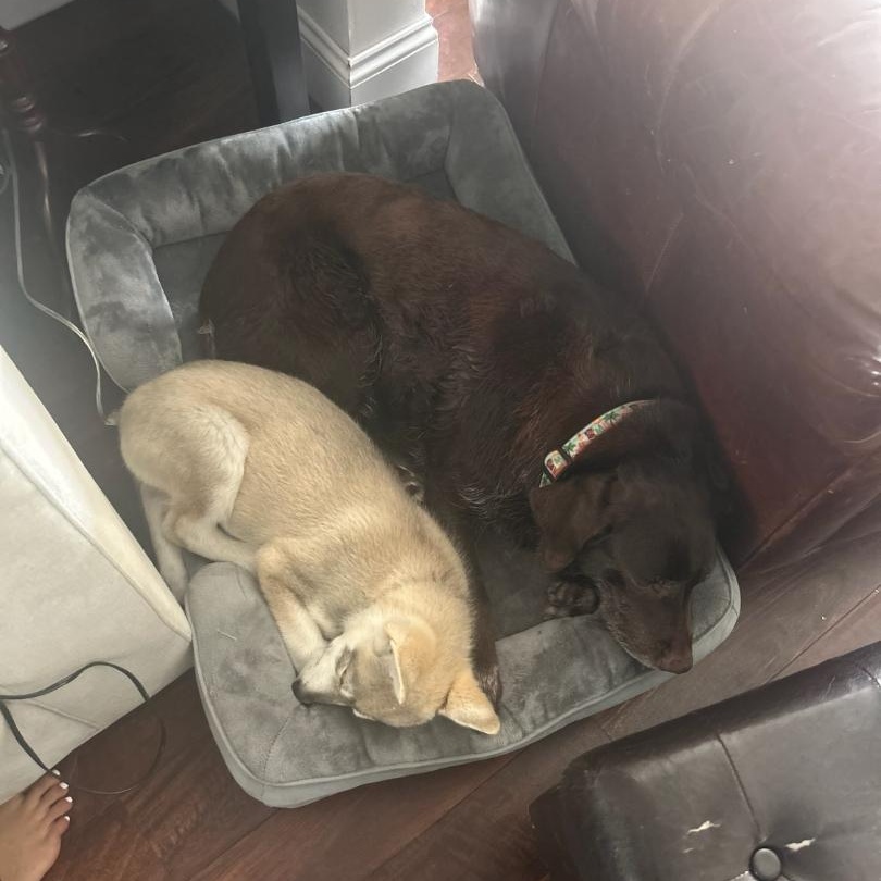 Enlarge Lucci, a Adopted mixed breed in Temecula, CA image 5/6