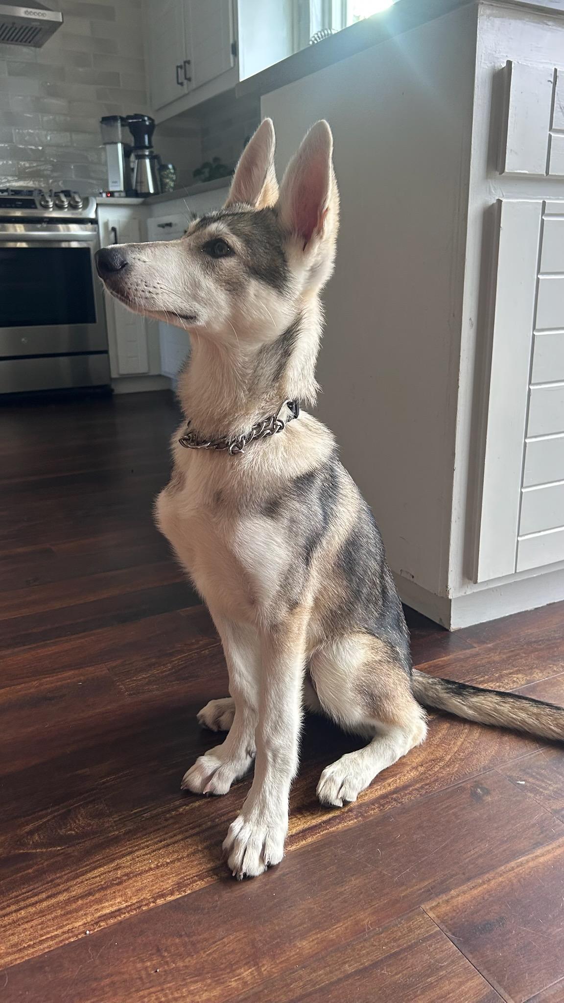 Enlarge Lucci, a Adopted mixed breed in Temecula, CA image 2/6