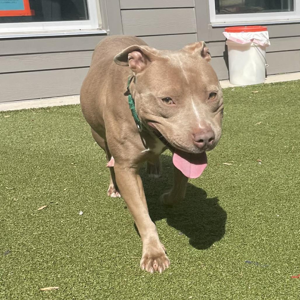 Sweetheart, Adoptable, Adult Female Pit Bull Terrier.