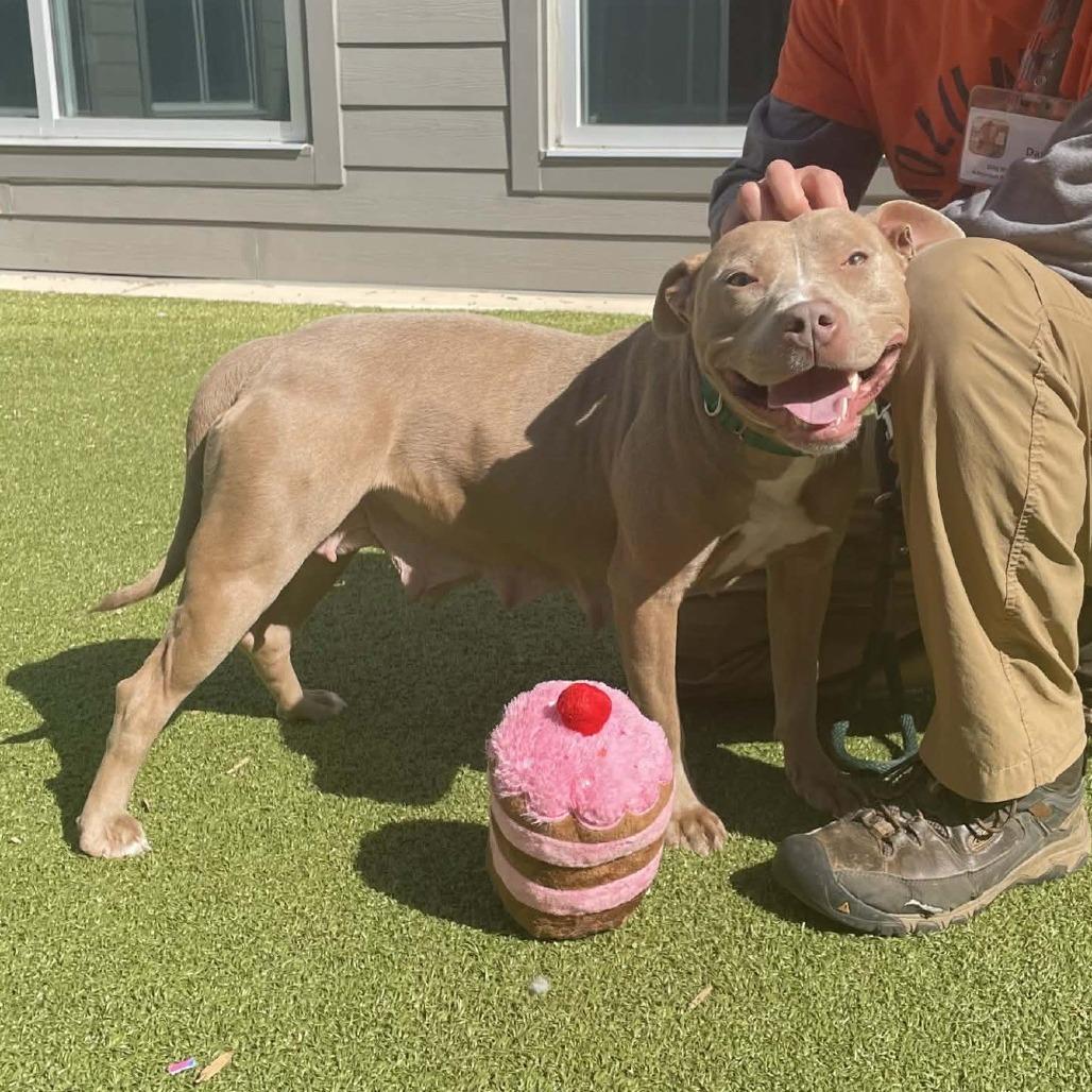 Enlarge Sweetheart, a Adoptable Pit Bull Terrier in Greensboro, NC image 2/5