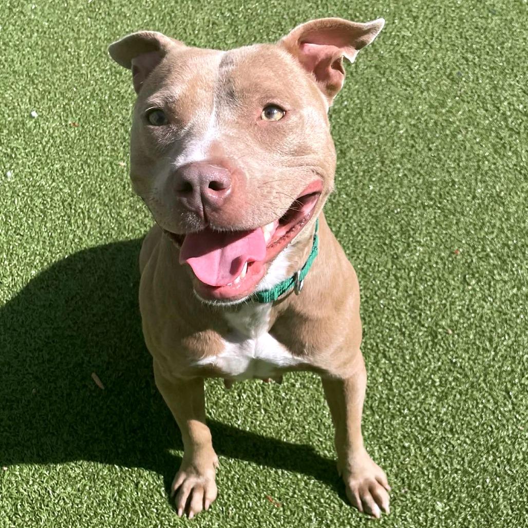 Enlarge Sweetheart, a Adoptable Pit Bull Terrier in Greensboro, NC image 3/5