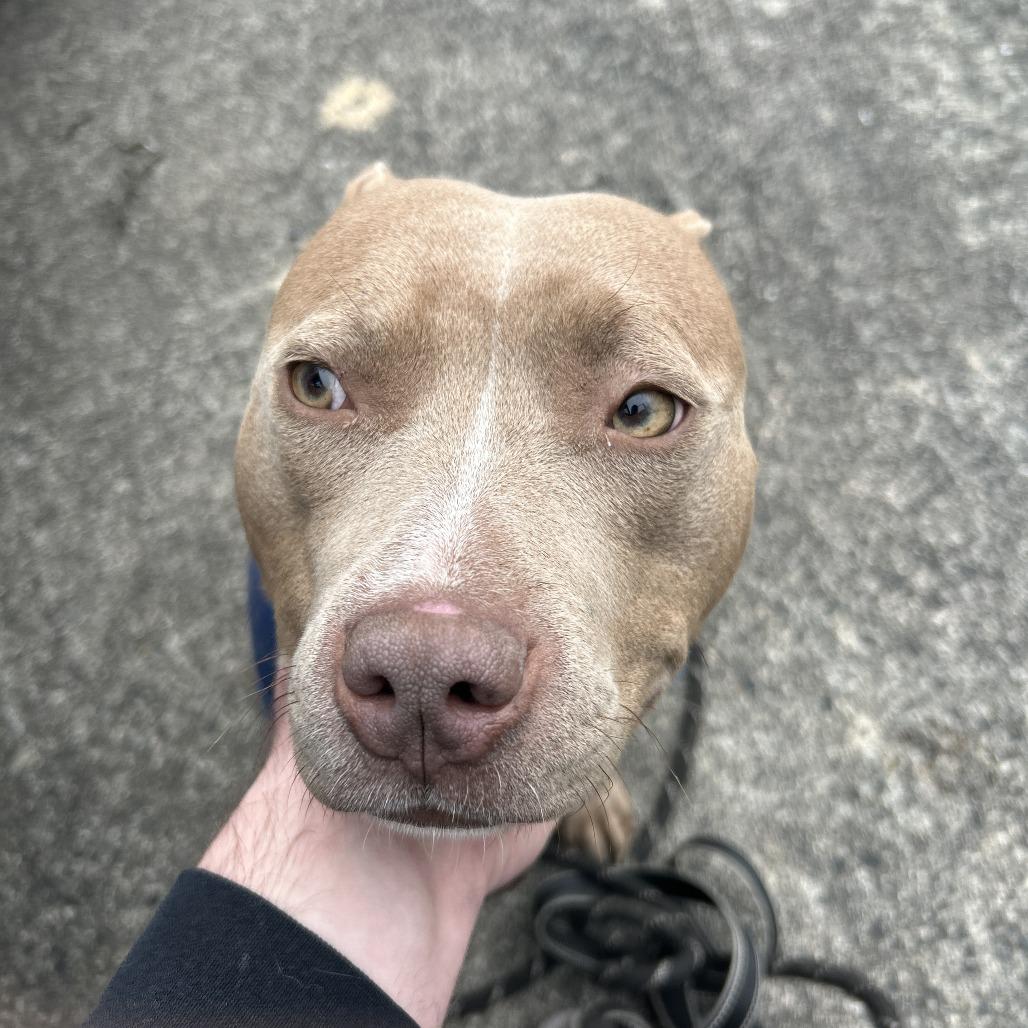 Enlarge Sweetheart, a Adoptable Pit Bull Terrier in Greensboro, NC image 4/5