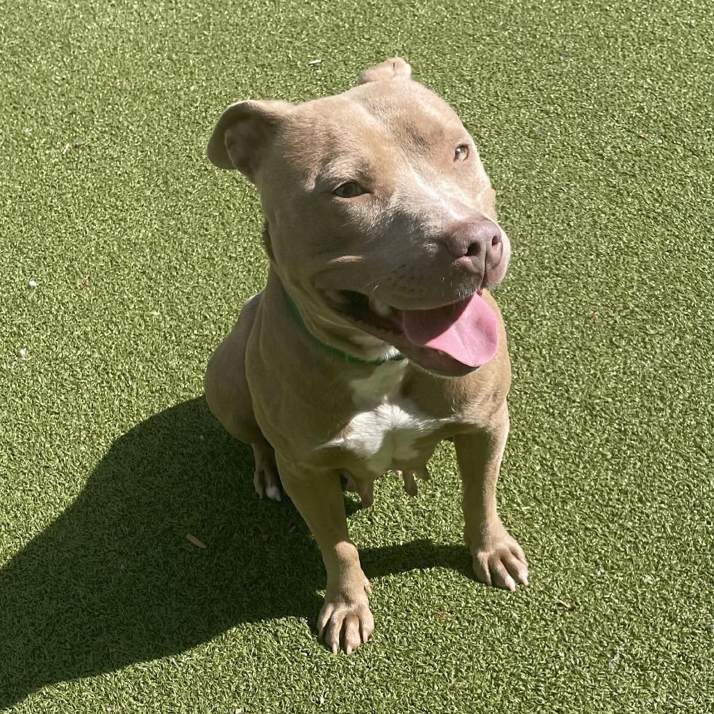 Enlarge Sweetheart, a Adoptable Pit Bull Terrier in Greensboro, NC image 5/5