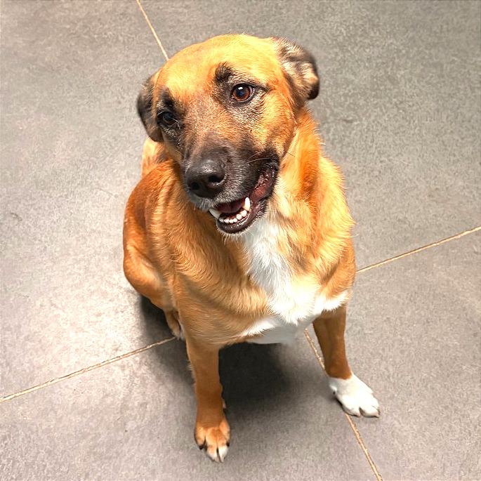Raina, Adoptable, Adult Female Shepherd & Mixed Breed.