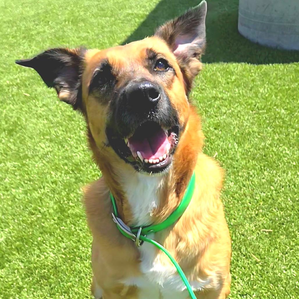 Raina, Adoptable, Adult Female Shepherd & Mixed Breed.