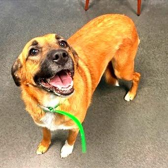 Enlarge Raina, a Adoptable mixed breed in Idaho Falls, ID image 2/6