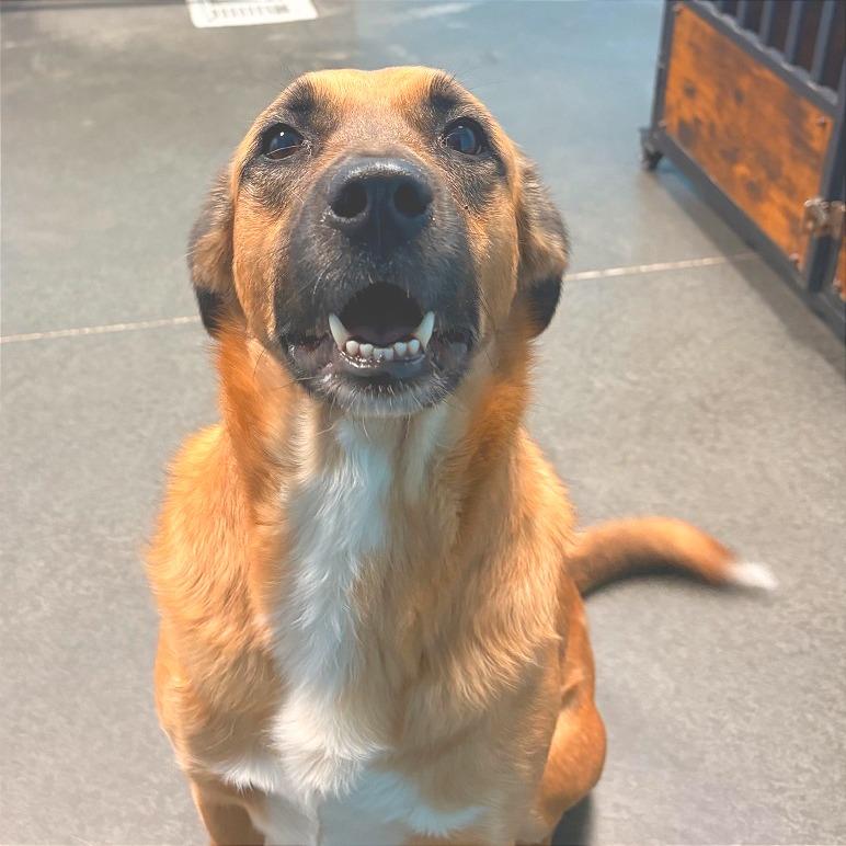 Enlarge Raina, a Adoptable mixed breed in Idaho Falls, ID image 3/6
