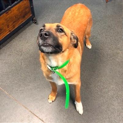 Enlarge Raina, a Adoptable mixed breed in Idaho Falls, ID image 4/6