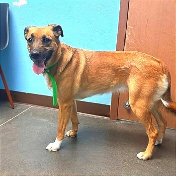 Enlarge Raina, a Adoptable mixed breed in Idaho Falls, ID image 5/6