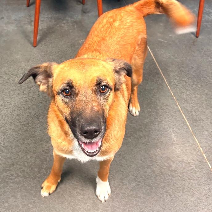 Enlarge Raina, a Adoptable mixed breed in Idaho Falls, ID image 6/6