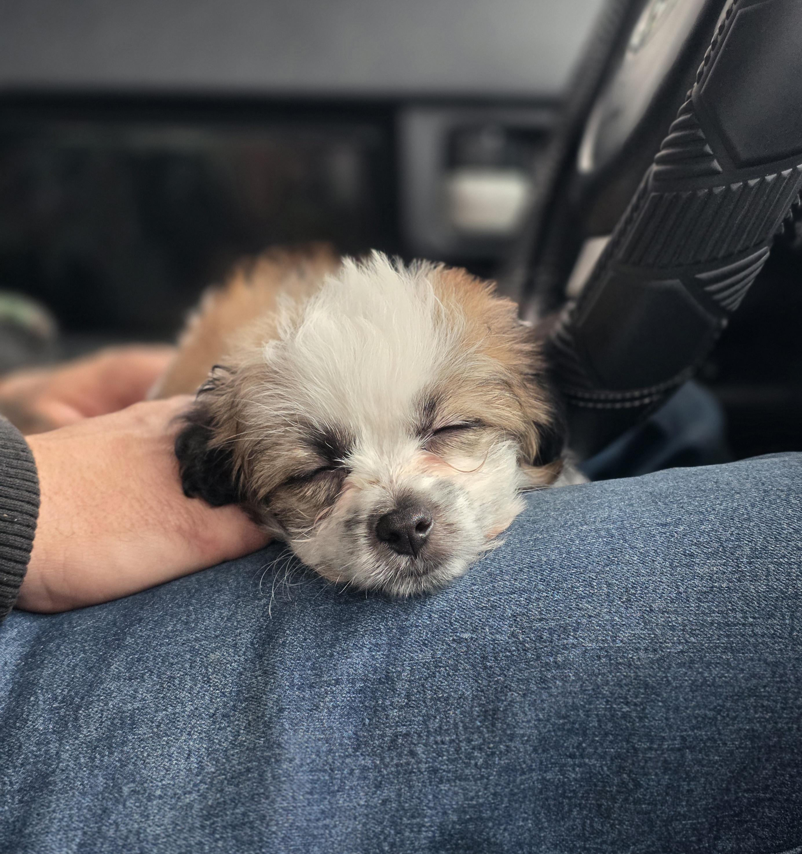 Enlarge Fig Newton , a ADOPTABLE Maltipoo in Clovis, CA image 3/4