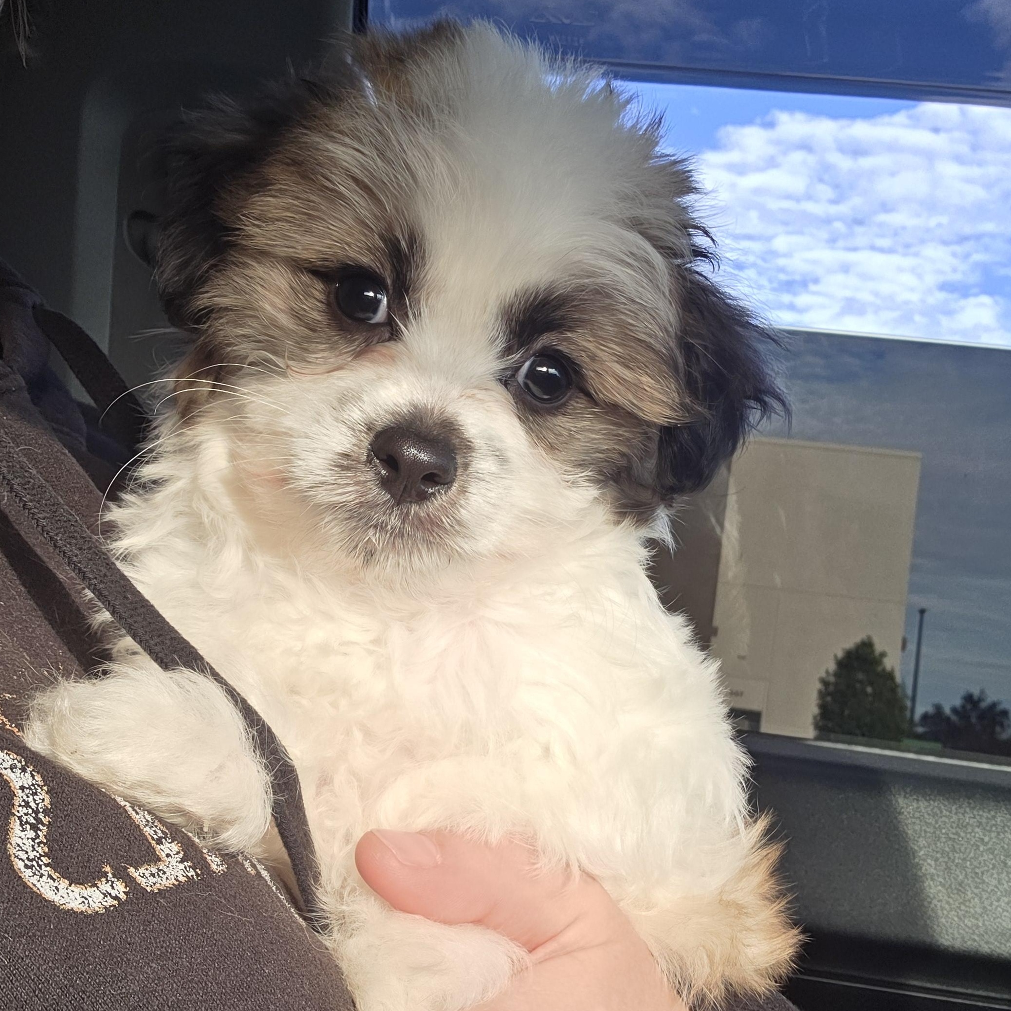 Enlarge Fig Newton , a ADOPTABLE Maltipoo in Clovis, CA image 2/4