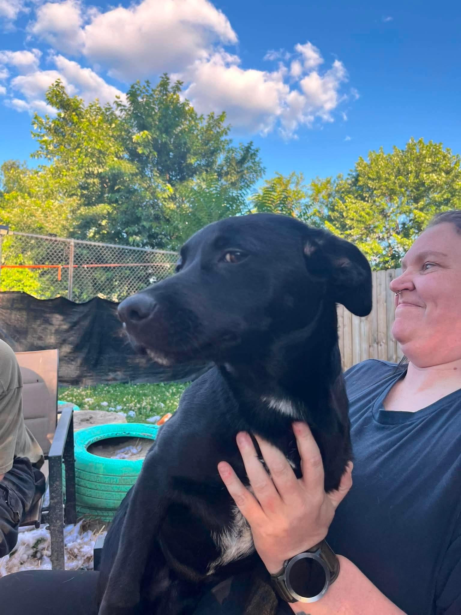 Ruger, adopted, Puppy Male Black Labrador Retriever & Australian Cattle Dog / Blue Heeler.