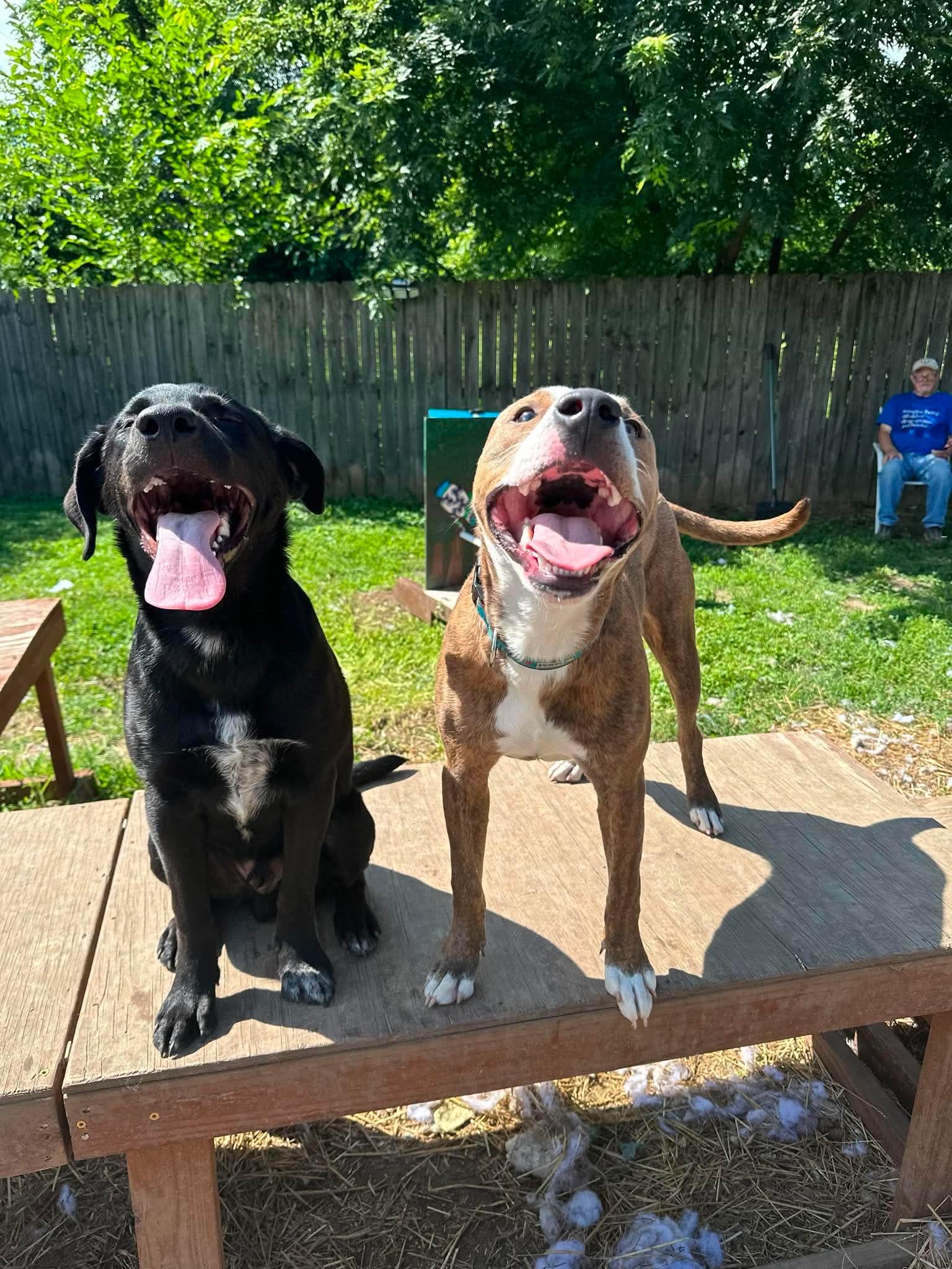 Enlarge Ruger, an adopted mixed breed in INDIANAPOLIS, IN image 2/2