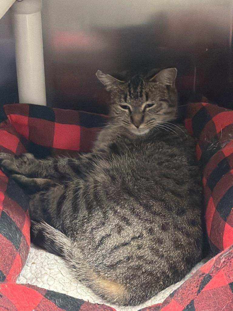 Enlarge Joany, a Adoptable mixed breed in Virginia, MN image 1/1