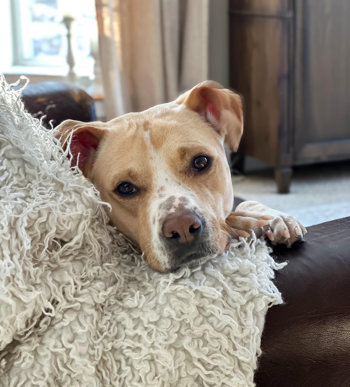 Katie, ADOPTABLE, Young Female Pit Bull Terrier.