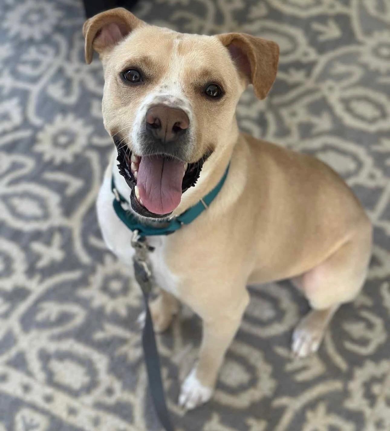 Enlarge Katie, a ADOPTABLE mixed breed in Salem, NH image 4/6