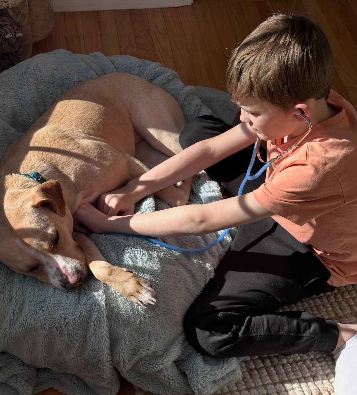 Enlarge Katie, a ADOPTABLE mixed breed in Salem, NH image 2/6
